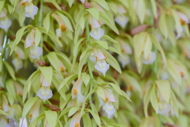 Hermosa orquidea verde