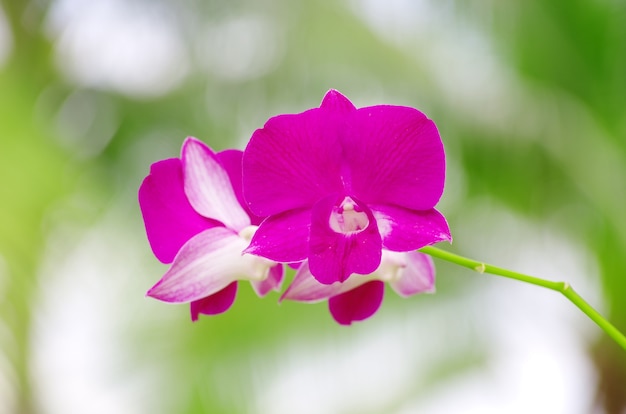 Hermosa orquídea en verde