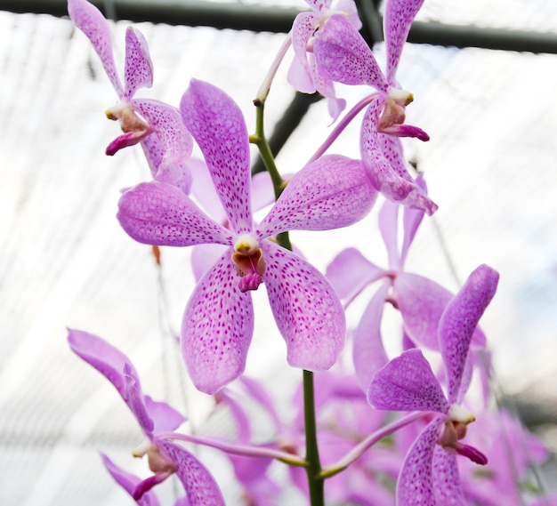 Hermosa orquídea violeta en el jardín