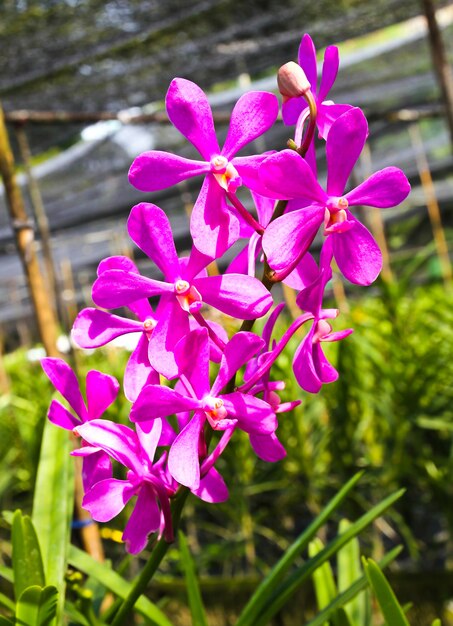 Hermosa orquídea violeta en el jardín