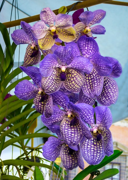 Hermosa orquídea violeta Vanda