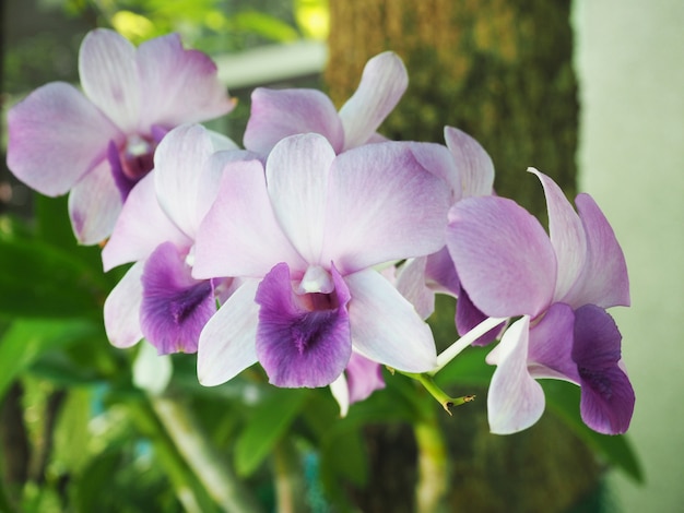 Hermosa orquídea violeta