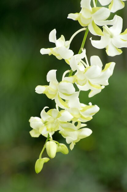 hermosa orquídea