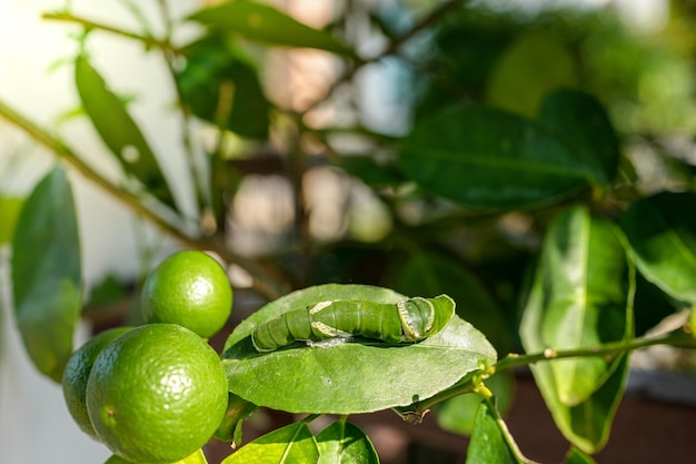 Hermosa oruga verde arrastrándose sobre un limonero