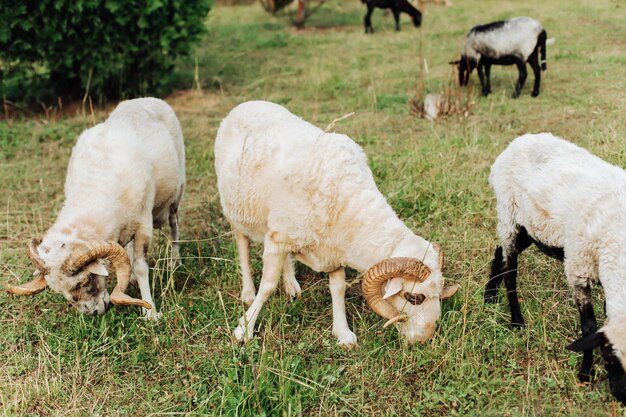 Hermosa oveja interesante en la oveja de verano Oveja con cuernos Ram de aspecto recto