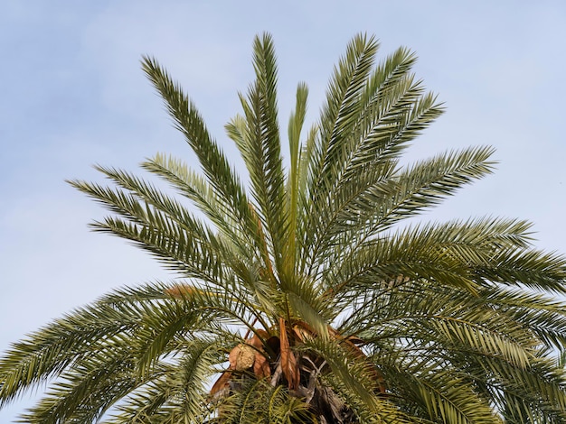 Hermosa palmera y cielo