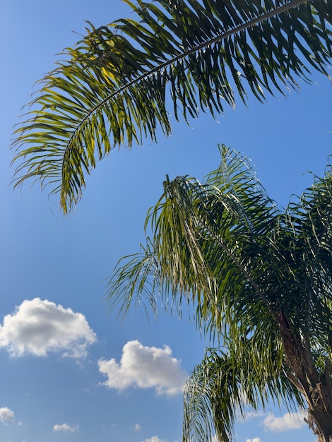 Hermosa palmera y cielo