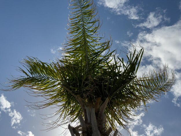 Hermosa palmera y cielo