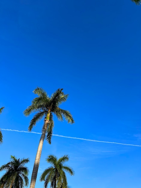 Hermosa palmera de coco con un increíble cielo vívido