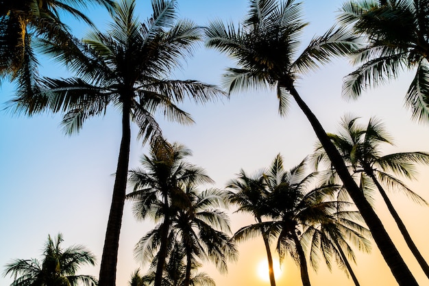 hermosa palmera de coco con puesta de sol