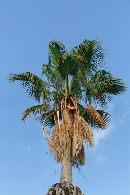 Hermosa palmera contra el cielo