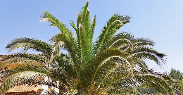 Hermosa palmera creciendo feliz bajo el sol