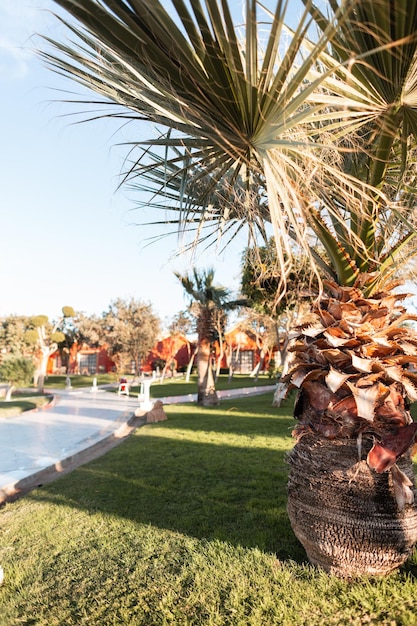 Hermosa palmera exótica con hojas en el fondo de las casas de bungalows al atardecer. Descanso de verano y vacaciones