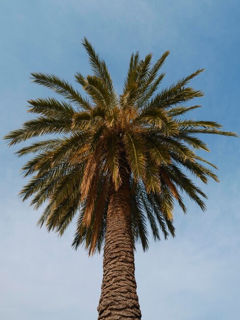 Hermosa palmera y fondo de cielo