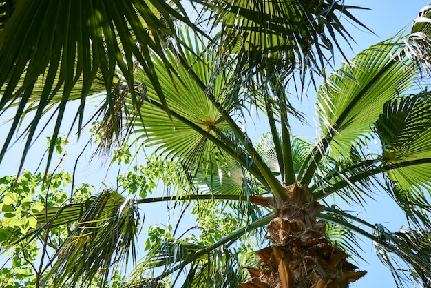 Foto hermosa palmera en la isla tropical