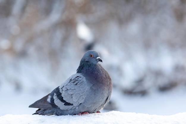 Una hermosa paloma se sienta en la nieve en un parque de la ciudad en invierno. primer plano, de, palomas, en, invierno