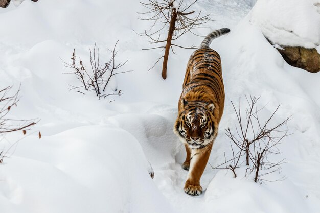 Hermosa panthera tigris en un camino nevado