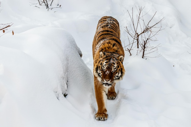 Hermosa panthera tigris en un camino nevado