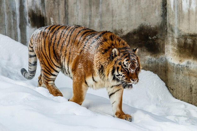 Hermosa panthera tigris en un camino nevado