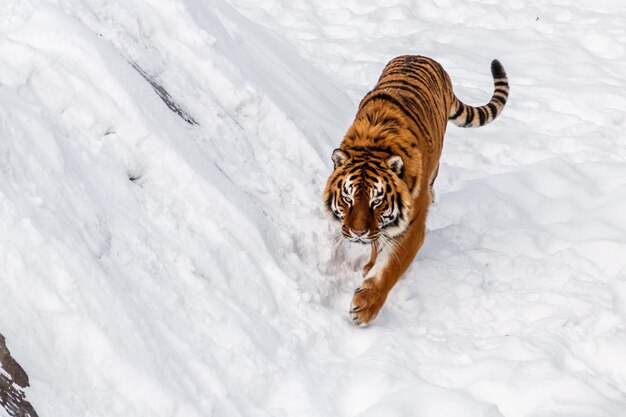 Hermosa panthera tigris en un camino nevado