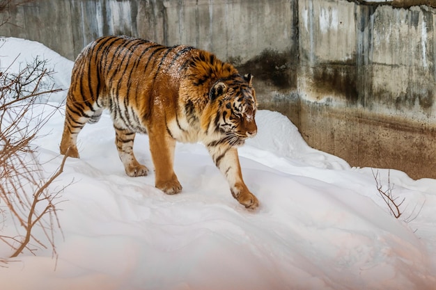 Hermosa panthera tigris en un camino nevado