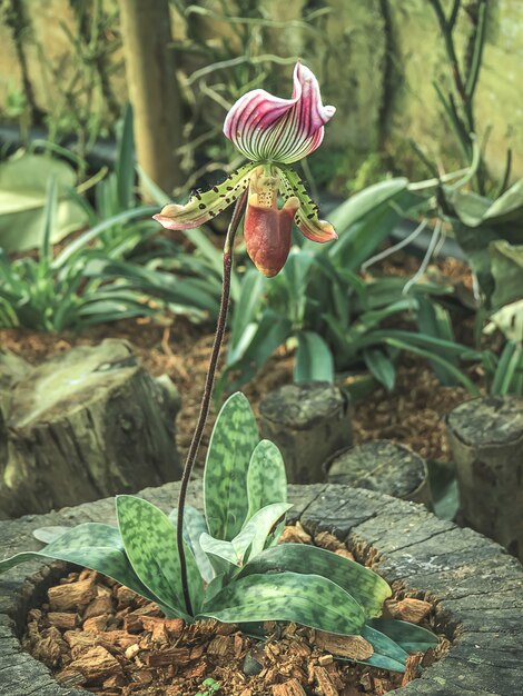 Hermosa Paphiopedilum en el jardín.