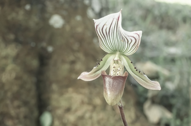 Hermosa Paphiopedilum en el jardín.