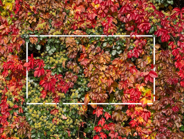 Hermosa pared de hojas de árboles de colores con marco blanco para diseño, póster, fondo de naturaleza de tarjeta.