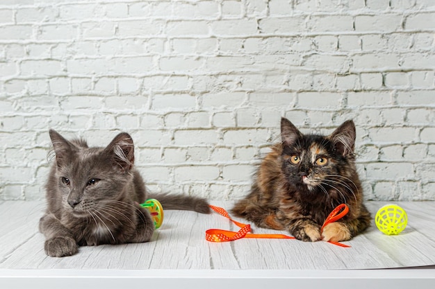 Hermosa pareja de chico y chica gato gris sobre un fondo de pared de ladrillo