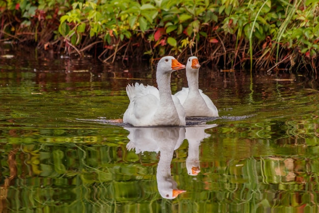 Hermosa pareja de gansos flotando en el agua