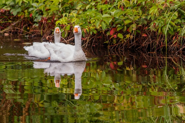 Hermosa pareja de gansos flotando en el agua