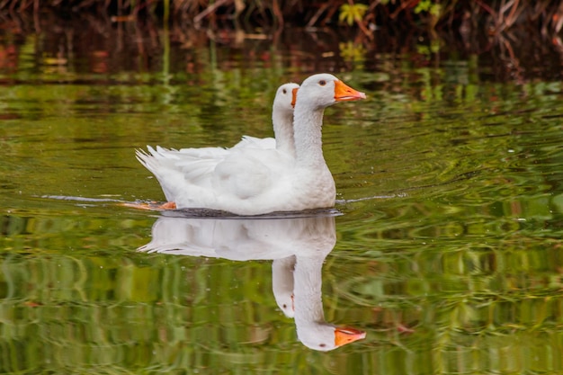 Hermosa pareja de gansos flotando en el agua