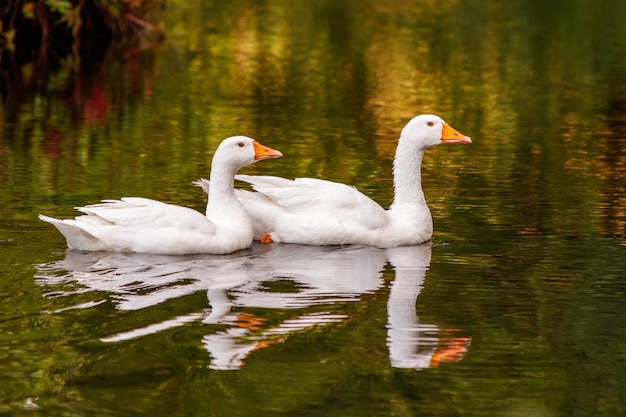 Hermosa pareja de gansos flotando en el agua