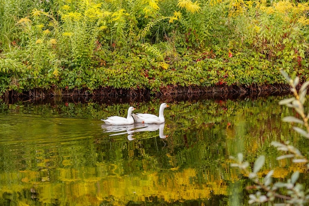 Hermosa pareja de gansos flotando en el agua