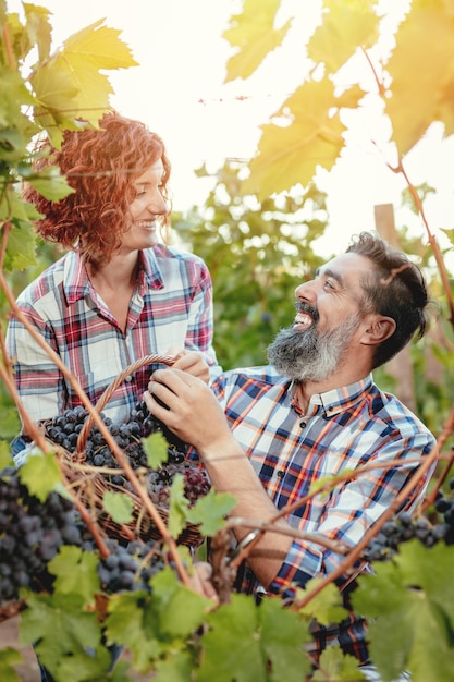 Hermosa pareja sonriente está cortando uvas en un viñedo.