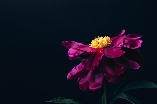 Foto hermosa peonía magenta sobre fondo floral mínimo negro espacio de copia