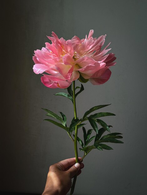 Hermosa peonía rosa en la mano de cerca a la luz del sol sobre un fondo rústico de mal humor Composición artística de bodegones de flores con estilo Papel tapiz vertical floral