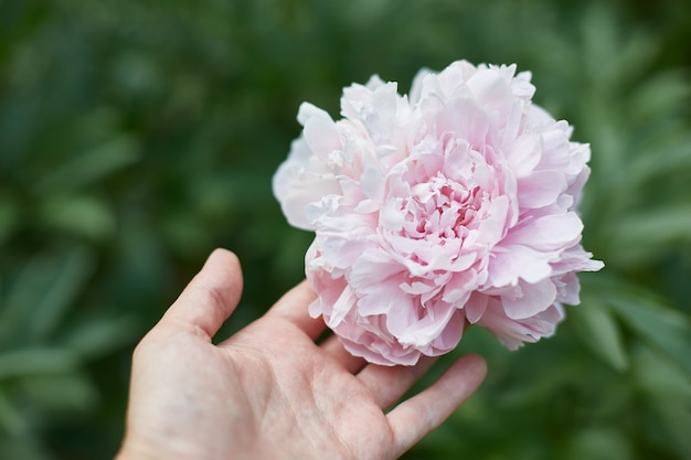 Hermosa peonía rosa y mano femenina