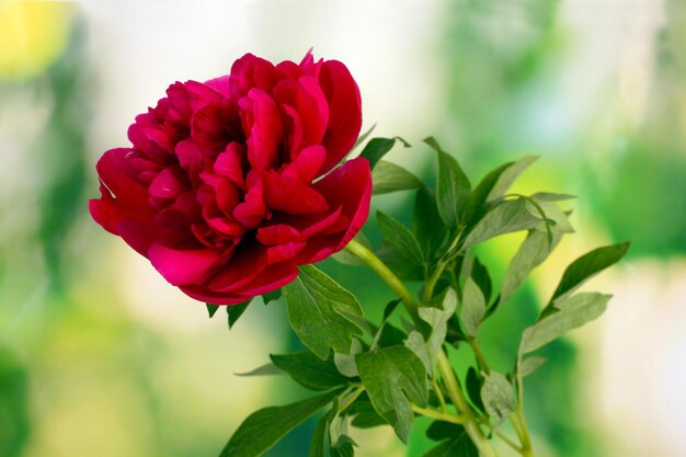 Hermosa peonía rosa sobre fondo verde