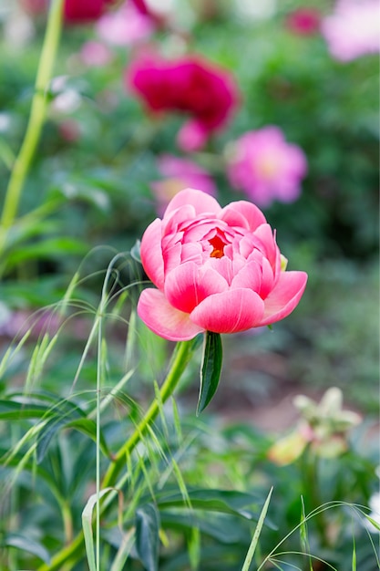 Hermosa peonía rosa