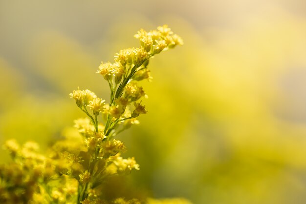 hermosa pequeña flor amarilla con fondo natural