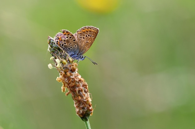 Hermosa pequeña mariposa azul común Polyommatus icarus Macro foto de la naturaleza de cerca