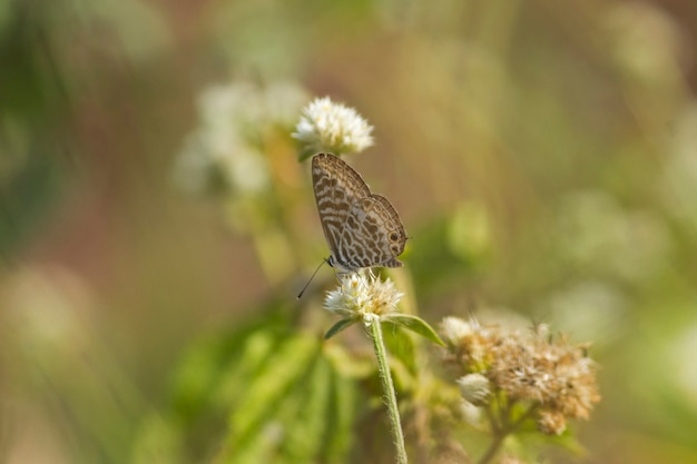 Hermosa pequeña mariposa descansando sobre una flor