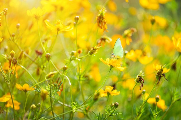 Hermosa pequeña mariposa con flores de Cosmos de azufre amarillo en el jardín de campo del fondo de la naturaleza.