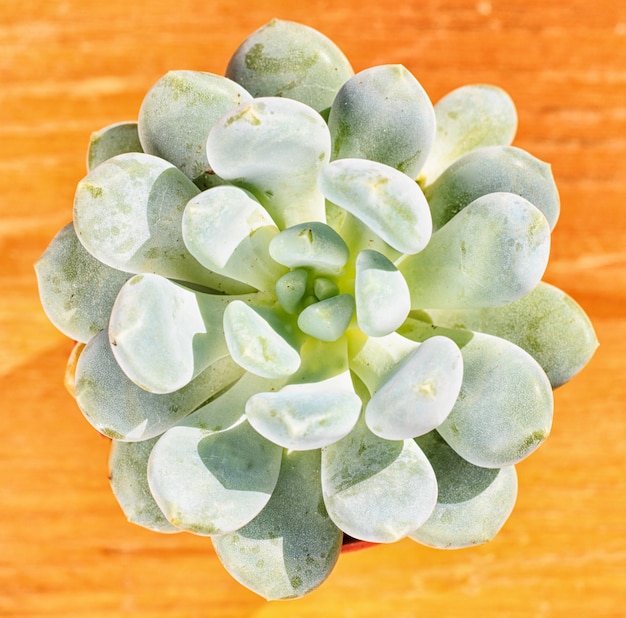 Hermosa pequeña planta suculenta en una maceta pequeña