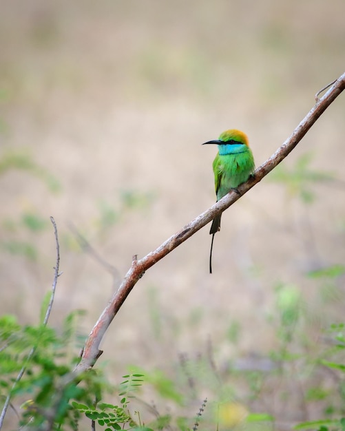 Una hermosa percha de pájaro beeeater verde tomada en primer plano en el parque nacional de Yala