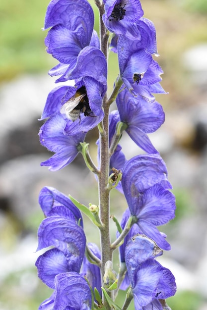 Foto hermosa pero venenosa y mortal flor de acónito lila en un prado de los pirineos