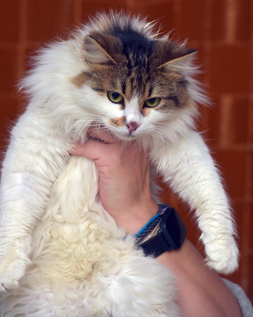 hermosa persona blanca y esponjosa con un gato marrón en las manos