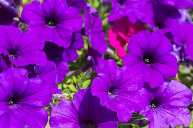 Hermosa petunia púrpura