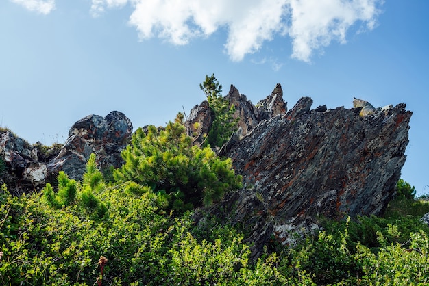 Hermosa piedra grande con musgos y líquenes entre una rica vegetación bajo un cielo azul con grandes nubes. Fondo de naturaleza escénica con gran roca afilada entre exuberante vegetación. Piedra puntiaguda entre pastos vivos.